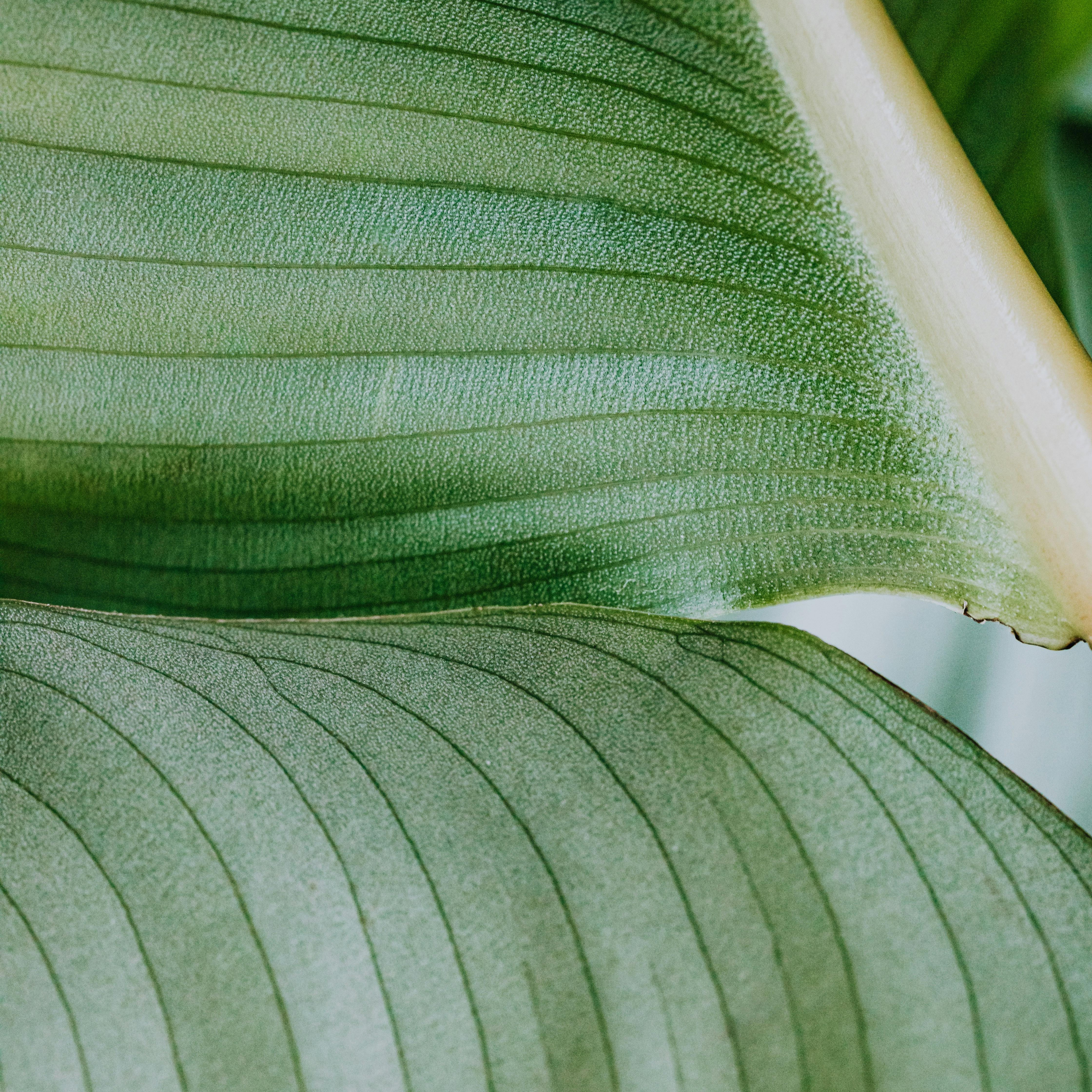 Green leaf close-up