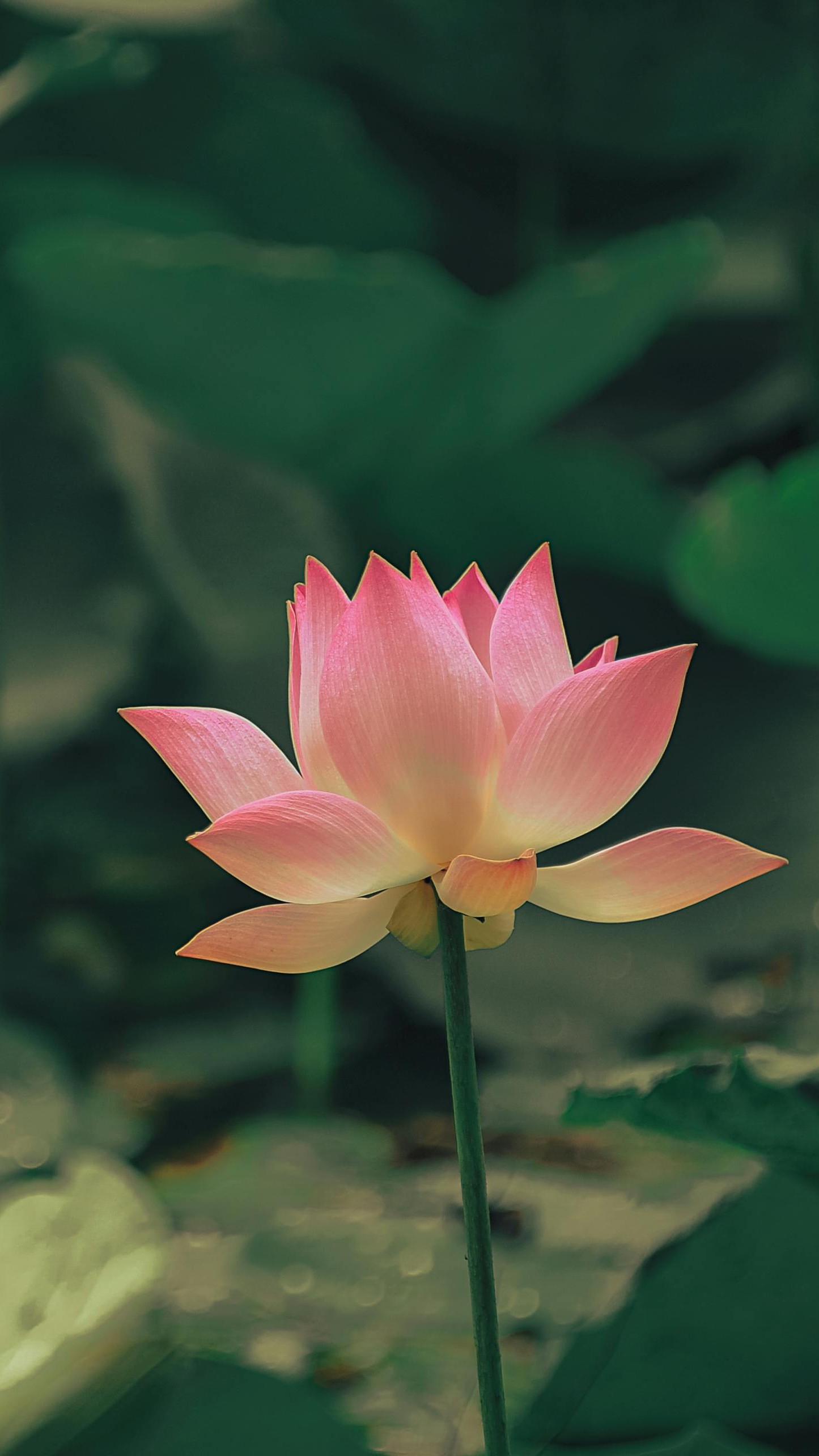 Lotus in nature